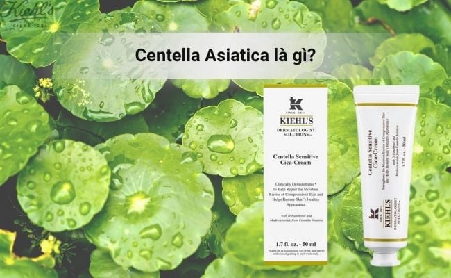 Centella Asiatica là gì